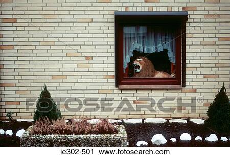 Lion in a window View Large Photo Image Stock Image - Lion in a window. Fotosearch