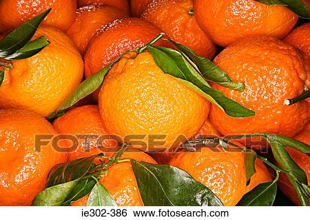 Oranges View Large Photo Image Stock Photograph - Oranges. Fotosearch