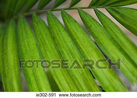 Palm leaf View Large Photo Image Stock Image - Palm leaf. Fotosearch