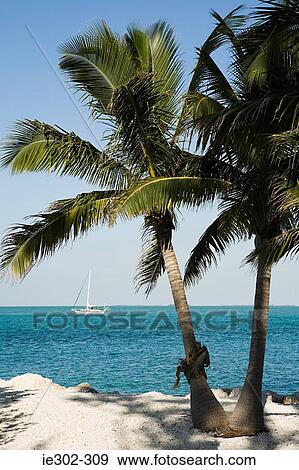 Stock Photo - Palm trees by the sea. Fotosearch