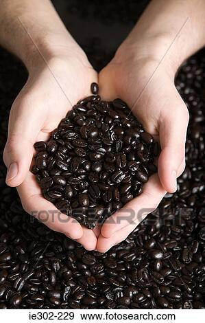 Person holding coffee beans View Large Photo Image Stock Photo - Person holding coffee beans. Fotosearch