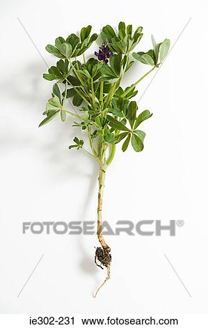 Plant with root View Large Photo Image Stock Image - Plant with root. Fotosearch
