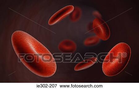 Red blood cells View Large Photo Image Stock Photo - Red blood cells. Fotosearch