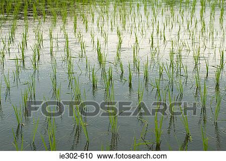 Rice field View Large Photo Image Stock Image - Rice field. Fotosearch