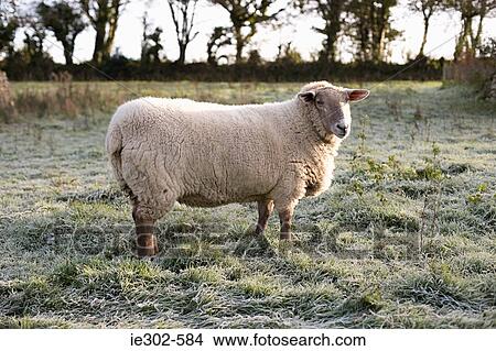 Sheep in a field View Large Photo Image Picture - Sheep in a field. Fotosearch