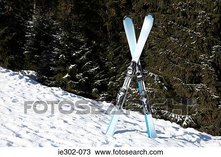 Skis in snow View Large Photo Image Stock Image - Skis in snow. Fotosearch