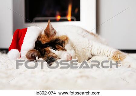 Sleeping cat at christmas View Large Photo Image Picture - Sleeping cat at christmas. Fotosearch