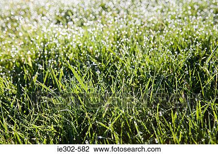 Sunlight on grass View Large Photo Image Stock Image - Sunlight on grass. Fotosearch