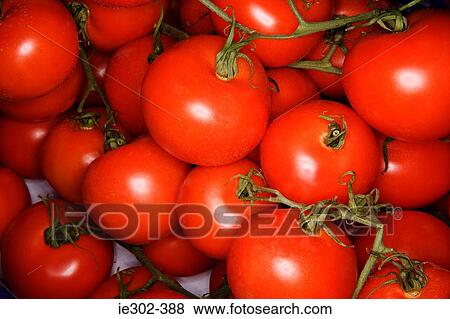 Tomatoes View Large Photo Image Stock Photo - Tomatoes. Fotosearch