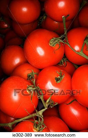 Tomatoes View Large Photo Image Stock Photo - Tomatoes. Fotosearch