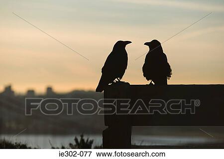 Stock Photo - Two birds in silhouette. Fotosearch