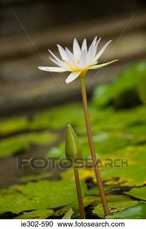 Water lily View Large Photo Image Stock Image - Water lily. Fotosearch