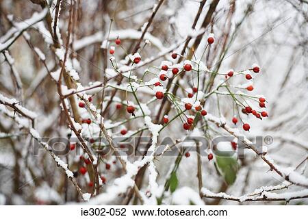 Winter berries View Large Photo Image Stock Image - Winter berries. Fotosearch
