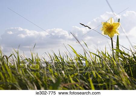 A daffodil View Large Photo Image Stock Photography - A daffodil. Fotosearch
