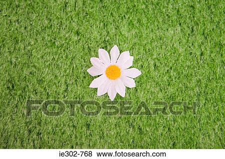 Daisy View Large Photo Image Stock Photo - Daisy. Fotosearch