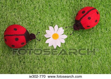 Ladybirds and a daisy View Large Photo Image Stock Image - Ladybirds and a daisy. Fotosearch