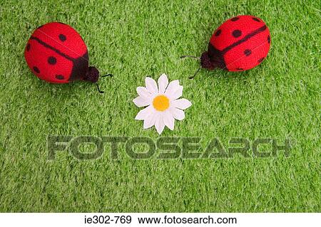 Ladybirds and a daisy View Large Photo Image Stock Photo - Ladybirds and a daisy. Fotosearch