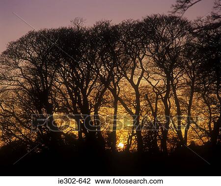 Trees silhouetted View Large Photo Image Stock Image - Trees silhouetted. Fotosearch