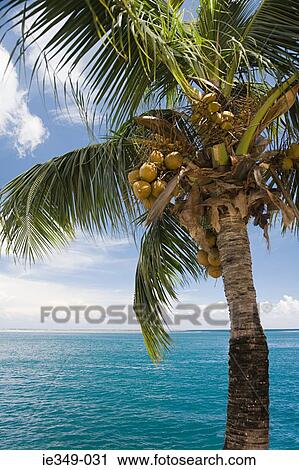 A ココナッツ ヤシの木 そして 海 タヒチ ストックイメージ Ie349 031 Fotosearch