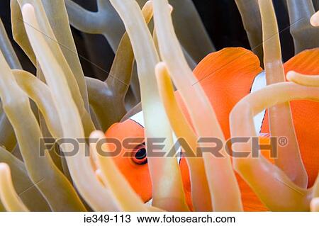 A clown fish hiding amongst coral View Large Photo Image Stock Image - A clown fish hiding amongst coral. Fotosearch