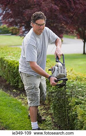 Stock Photo - A gardener trimming a hedge. Fotosearch