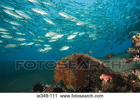 A shoal of bigeye trevally View Large Photo Image Stock Image - A shoal of bigeye trevally. Fotosearch