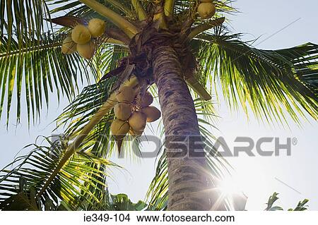 Coconut palm tree View Large Photo Image Picture - Coconut palm tree. Fotosearch