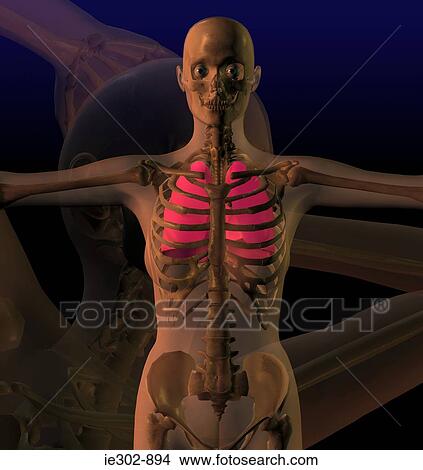 Illustration of the skeleton underneath a womans body View Large Photo Image Picture - Illustration of the skeleton underneath a womans body. Fotosearch