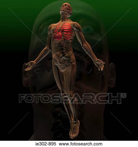 Illustration of the skeleton underneath a mans body View Large Photo Image Stock Photography - Illustration of the skeleton underneath a mans body. Fotosearch