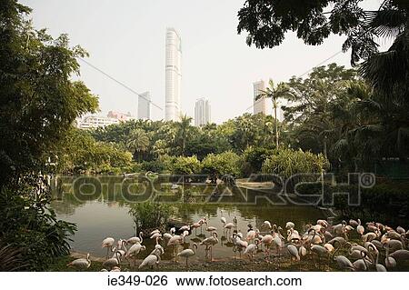Kowloon park hong kong View Large Photo Image Stock Photograph - Kowloon park hong kong. Fotosearch