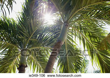 Stock Photograph - Palm tree. Fotosearch