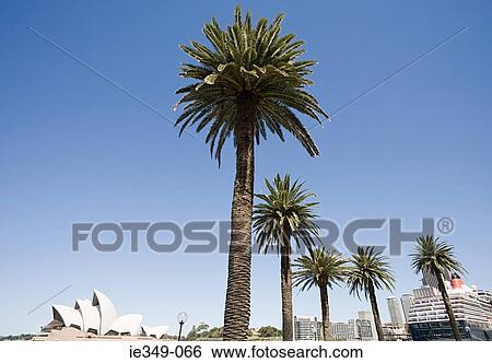Stock Photograph - Palm trees and sydney opera house. Fotosearch