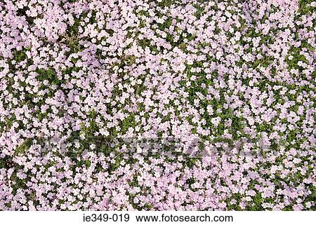Pink flowers View Large Photo Image Stock Photo - Pink flowers. Fotosearch