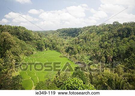 Rice terraces in bali View Large Photo Image Stock Photo - Rice terraces in bali. Fotosearch