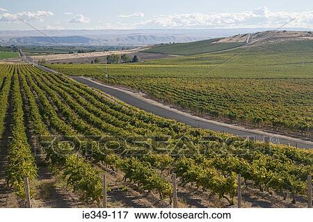 Vine yard View Large Photo Image Stock Photo - Vine yard. Fotosearch