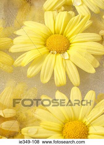 Yellow daisies View Large Photo Image Stock Photo - Yellow daisies. Fotosearch