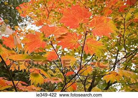 Autumn leaves View Large Photo Image Stock Image - Autumn leaves. Fotosearch