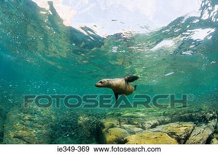 California sea lion View Large Photo Image Stock Photo - California sea lion. Fotosearch