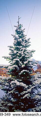 Stock Photo - Christmas tree. Fotosearch