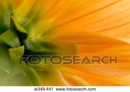 Close up of flower View Large Photo Image Stock Image - Close up of flower. Fotosearch