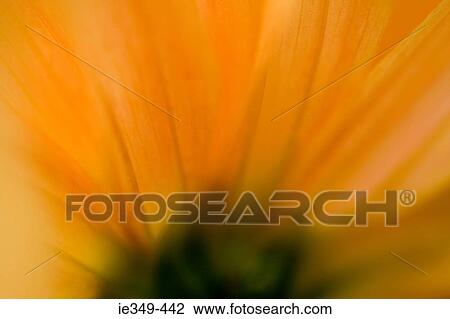 Stock Image - Close up of flower. Fotosearch