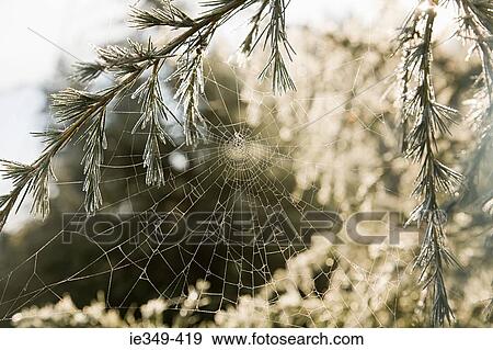 Cobweb View Large Photo Image Stock Photo - Cobweb. Fotosearch