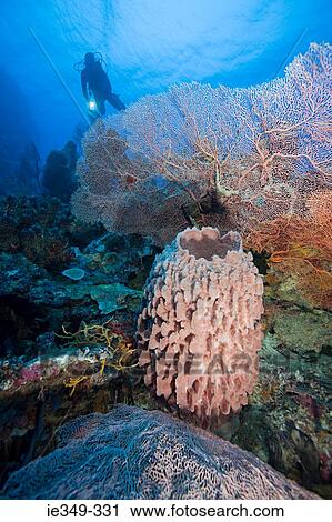 Coral reef and scuba diver View Large Photo Image Stock Image - Coral reef and scuba diver. Fotosearch