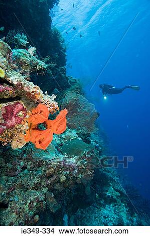 Coral reef View Large Photo Image Picture - Coral reef . Fotosearch