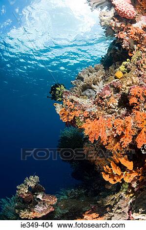 Coral reef View Large Photo Image Picture - Coral reef . Fotosearch