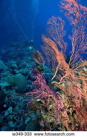 Coral reef View Large Photo Image Stock Image - Coral reef. Fotosearch
