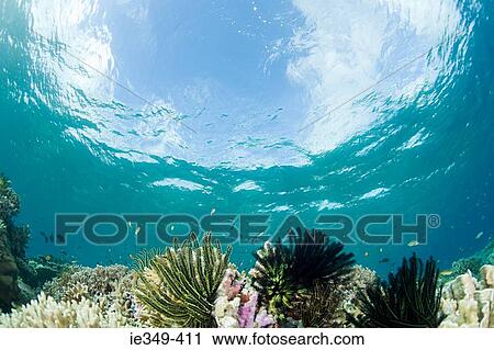 Coral reef View Large Photo Image Stock Image - Coral reef. Fotosearch