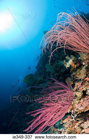 Coral reef View Large Photo Image Stock Photo - Coral reef. Fotosearch