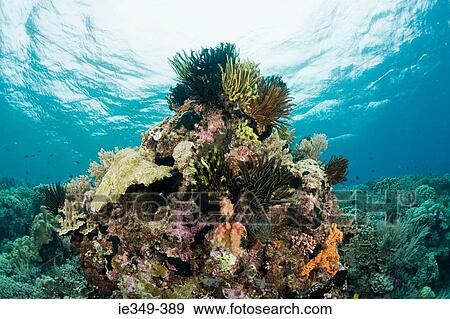 Coral reef View Large Photo Image Stock Photo - Coral reef . Fotosearch