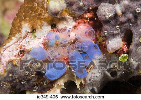 Coral View Large Photo Image Stock Photography - Coral. Fotosearch